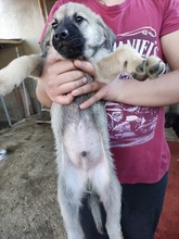 LEONBOY, Hund, Mischlingshund in Griechenland - Bild 15