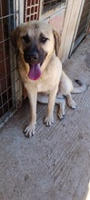 LEONBOY, Hund, Mischlingshund in Griechenland - Bild 2