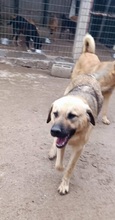LEONBOY, Hund, Mischlingshund in Griechenland - Bild 3