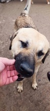 LEONBOY, Hund, Mischlingshund in Griechenland - Bild 4