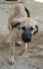 LEONBOY, Hund, Mischlingshund in Griechenland - Bild 5
