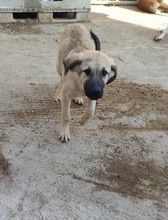 LEONBOY, Hund, Mischlingshund in Griechenland - Bild 6