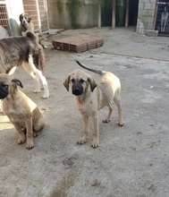 LEONBOY, Hund, Mischlingshund in Griechenland - Bild 7