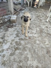 LEONBOY, Hund, Mischlingshund in Griechenland - Bild 8