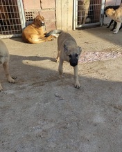 LEONBOY, Hund, Mischlingshund in Griechenland - Bild 9