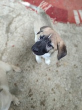 GANTI, Hund, Mischlingshund in Griechenland - Bild 10