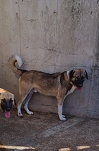GANTI, Hund, Mischlingshund in Griechenland - Bild 4