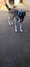 GANTI, Hund, Mischlingshund in Griechenland - Bild 5