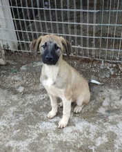 GANTI, Hund, Mischlingshund in Griechenland - Bild 6