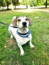 RASTY, Hund, Mischlingshund in Waldbröl - Bild 11