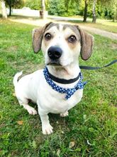 RASTY, Hund, Mischlingshund in Waldbröl - Bild 3