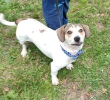 RASTY, Hund, Mischlingshund in Waldbröl - Bild 9