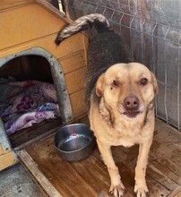 ADINA, Hund, Mischlingshund in Rumänien - Bild 1