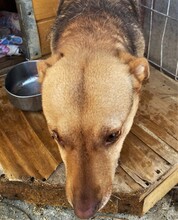 ADINA, Hund, Mischlingshund in Rumänien - Bild 3
