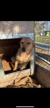CHER, Hund, Mischlingshund in Rumänien - Bild 1