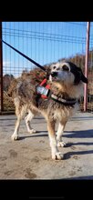 LUPA, Hund, Mischlingshund in Birnbach - Bild 1