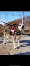 LUPA, Hund, Mischlingshund in Birnbach - Bild 2