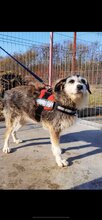 LUPA, Hund, Mischlingshund in Birnbach - Bild 6