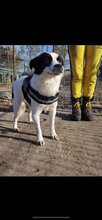 SAMI, Hund, Mischlingshund in Rumänien - Bild 2