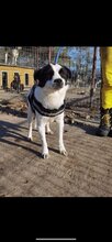 SAMI, Hund, Mischlingshund in Rumänien - Bild 3