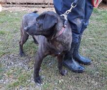 LADA, Hund, Mischlingshund in Slowakische Republik - Bild 11
