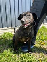 LADA, Hund, Mischlingshund in Slowakische Republik - Bild 3