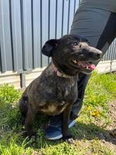 LADA, Hund, Mischlingshund in Slowakische Republik - Bild 5