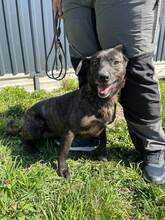 LADA, Hund, Mischlingshund in Slowakische Republik - Bild 9