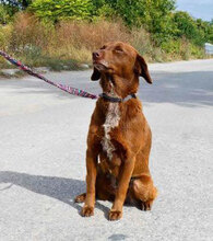 LUISE, Hund, Mischlingshund in Bulgarien - Bild 1