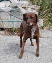 LUISE, Hund, Mischlingshund in Bulgarien - Bild 12