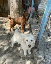 LUISE, Hund, Mischlingshund in Bulgarien - Bild 14