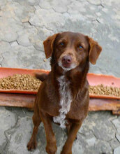 LUISE, Hund, Mischlingshund in Bulgarien - Bild 16