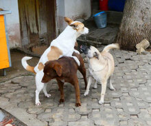 LUISE, Hund, Mischlingshund in Bulgarien - Bild 17