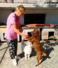 LUISE, Hund, Mischlingshund in Bulgarien - Bild 21