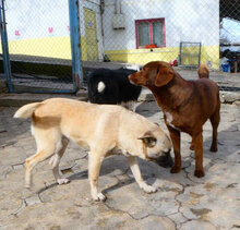 LUISE, Hund, Mischlingshund in Bulgarien - Bild 22