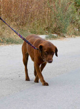 LUISE, Hund, Mischlingshund in Bulgarien - Bild 4