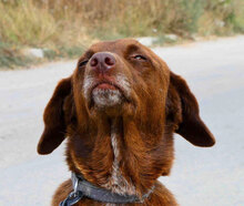 LUISE, Hund, Mischlingshund in Bulgarien - Bild 6