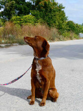 LUISE, Hund, Mischlingshund in Bulgarien - Bild 8