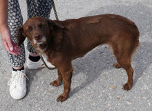 LUISE, Hund, Mischlingshund in Bulgarien - Bild 9