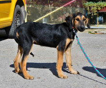 SADA, Hund, Mischlingshund in Bulgarien - Bild 1