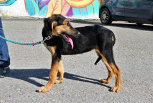 SADA, Hund, Mischlingshund in Bulgarien - Bild 10