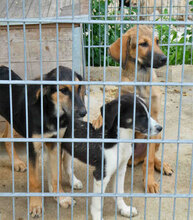SADA, Hund, Mischlingshund in Bulgarien - Bild 11
