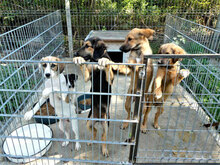 SADA, Hund, Mischlingshund in Bulgarien - Bild 12