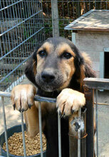 SADA, Hund, Mischlingshund in Bulgarien - Bild 13