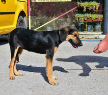 SADA, Hund, Mischlingshund in Bulgarien - Bild 2