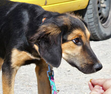 SADA, Hund, Mischlingshund in Bulgarien - Bild 3
