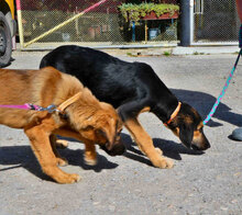 SADA, Hund, Mischlingshund in Bulgarien - Bild 4