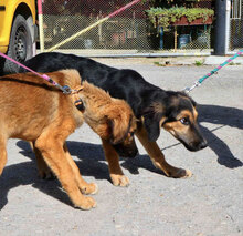 SADA, Hund, Mischlingshund in Bulgarien - Bild 5