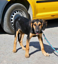 SADA, Hund, Mischlingshund in Bulgarien - Bild 6