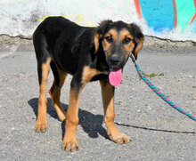 SADA, Hund, Mischlingshund in Bulgarien - Bild 7